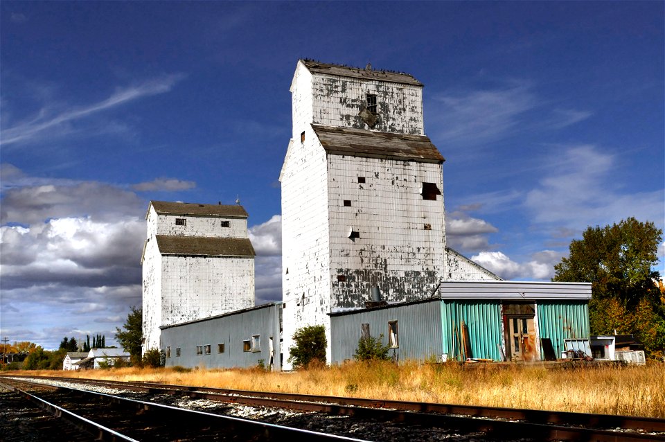 Standing tall. De Winton Alberta.