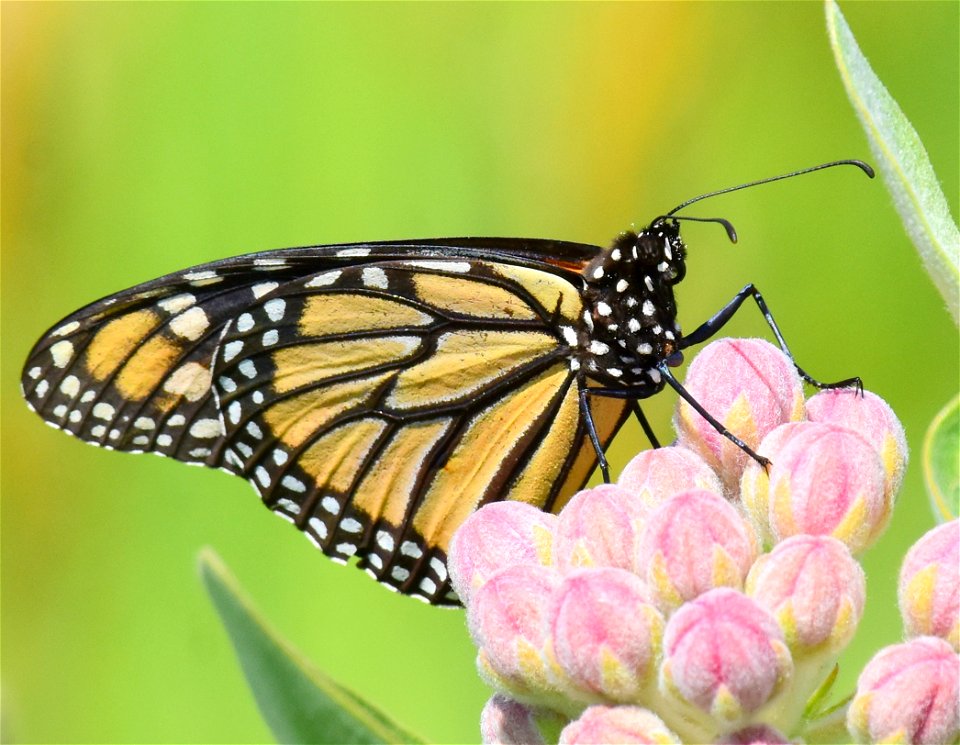 Monarch butterfly on showy milkweed at Seedskadee NWR Wyoming