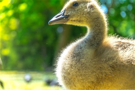 A Canada goose gosling.