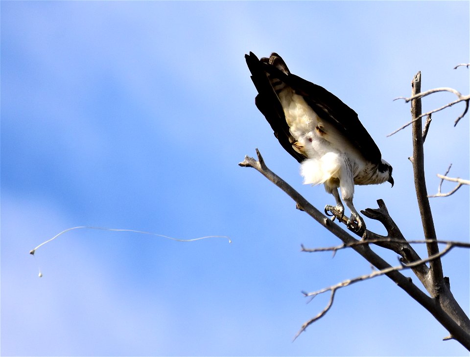 Osprey at Seedskadee National Wildlife Refuge