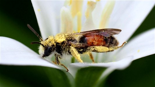 Andrena labiata (Rote Ehrenpreis-Sandbiene) - Männchen auf Milchdoldensternblüte (und nicht die erste)