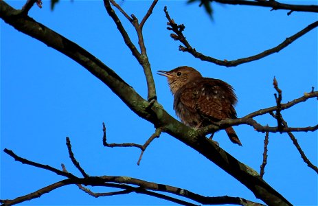 House Wren