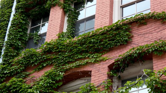Ivy Along the Riverwalk, 200 W Highland Avenue, Milwaukee, WI