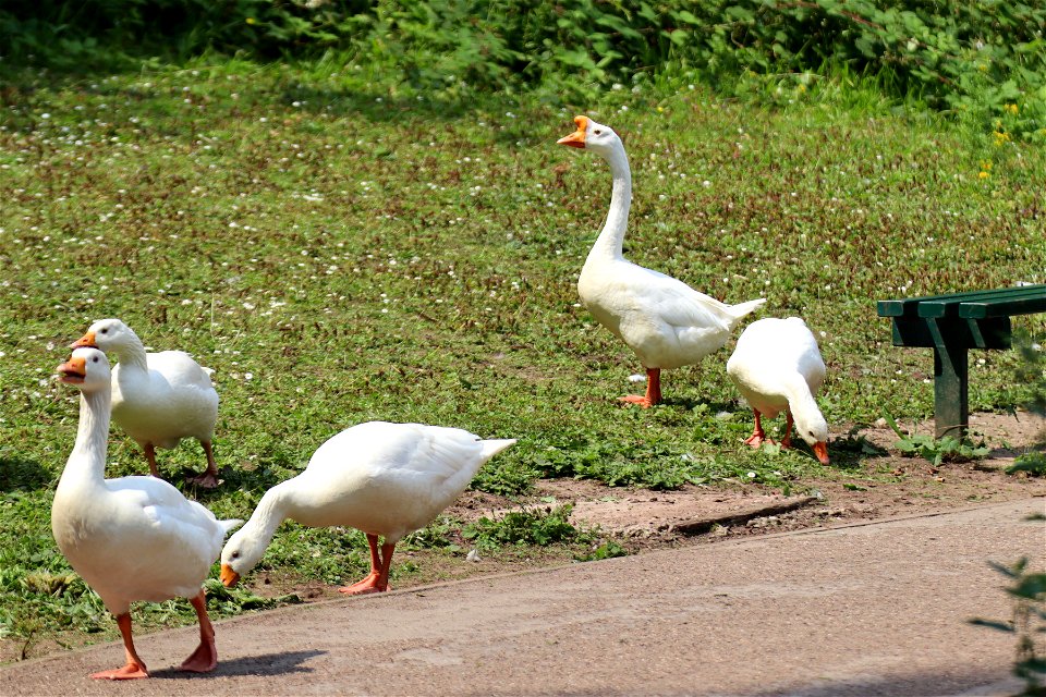 Nobby and his gaggle. photo