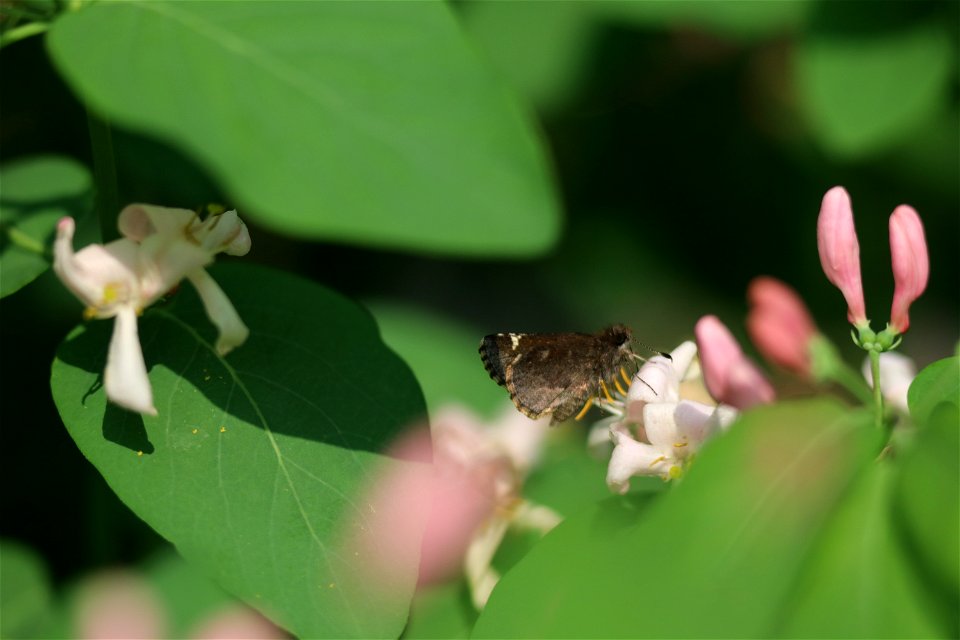 Common Road-Side Skipper Karl E. Mundt National Wildlife Refuge South Dakota photo