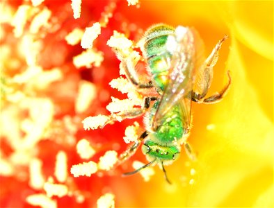 Metallic green sweatbee on prickly pear cactus at Pathfinder National Wildlife Refuge Wyoming