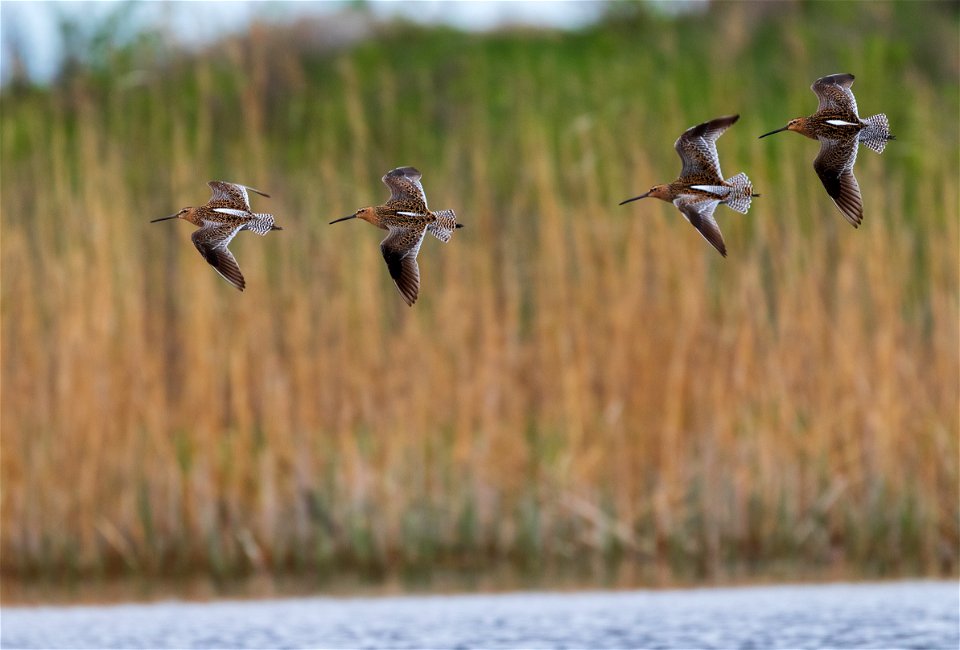 Dowitchers in flight photo