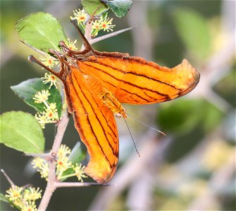 DAGGERWING, RUDDY (Marpessia petreus) (12-07-2022) nat butterfly center, hidalgo co, tx -01