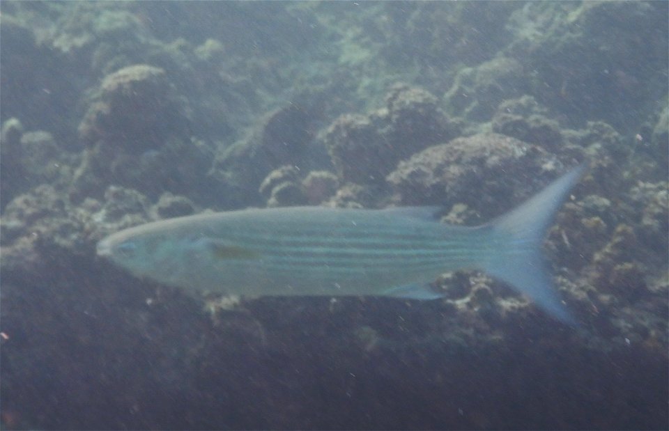 Valamugil seheli 2