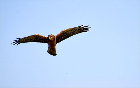 Northern Harrier on Neilson WPA Lake Andes Wetland Management District South Dakota