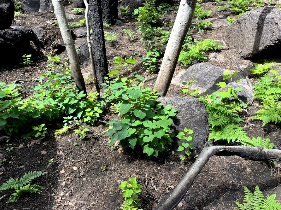aspen sprouts in moderate burn SBS below Newham trail