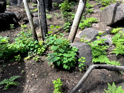 aspen sprouts in moderate burn SBS below Newham trail photo