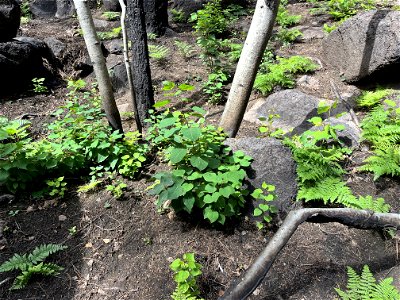 aspen sprouts in moderate burn SBS below Newham trail