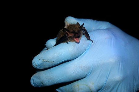 Northern Long-eared Bat photo
