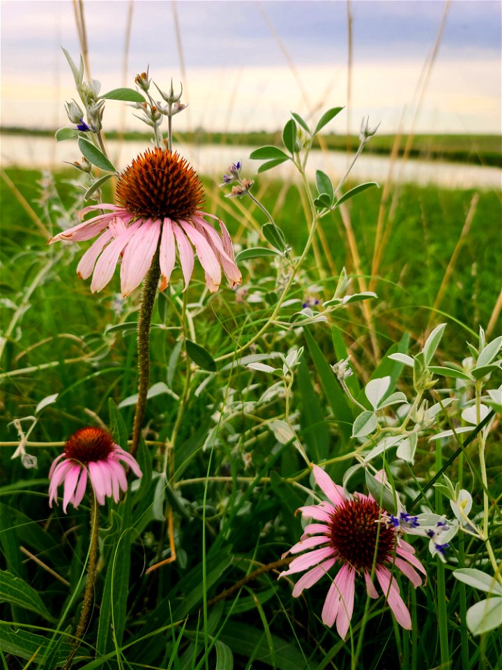 Purple Coneflower & Silverleaf Scurfpea Lake Andes Wetland Management District South Dakota