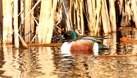 Northern Shoveler Huron Wetland Management District photo