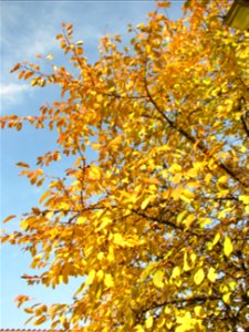 toamna2009_1120_112811