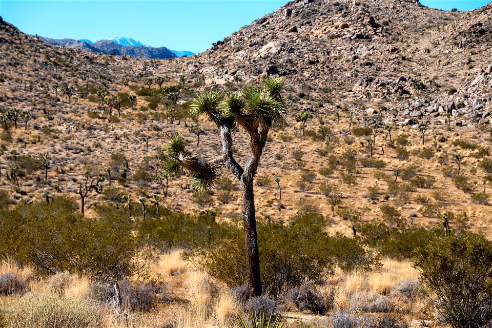 Joshua Tree National Park