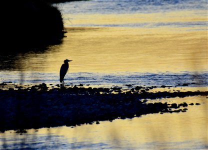 Great blue heron at Seedskadee National Wildlife Refuge photo