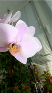 orchids-兰花_2023_0224_170535