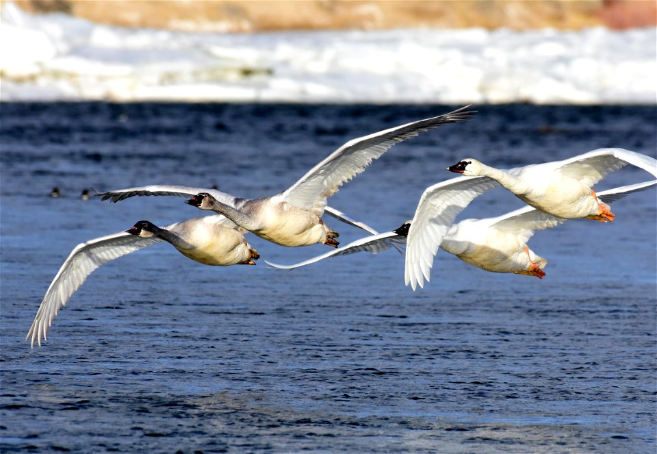Trumpeter swan at Seedskadee National Wildlife Refuge