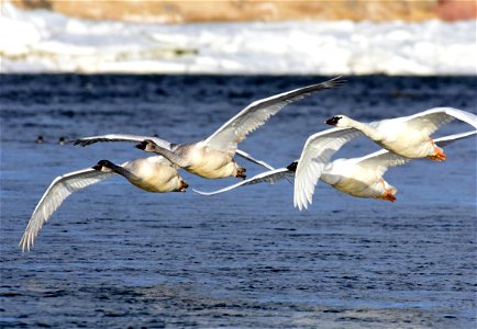 Trumpeter swan at Seedskadee National Wildlife Refuge