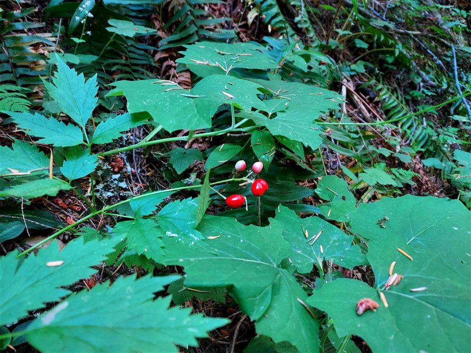 Red baneberry, Mt. Baker-Snoqualmie National Forest. Photo by Anne Vassar July 21, 2021.