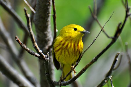 Yellow Warbler male photo