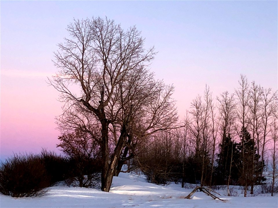 The Big Poplars Under the Pink Sky