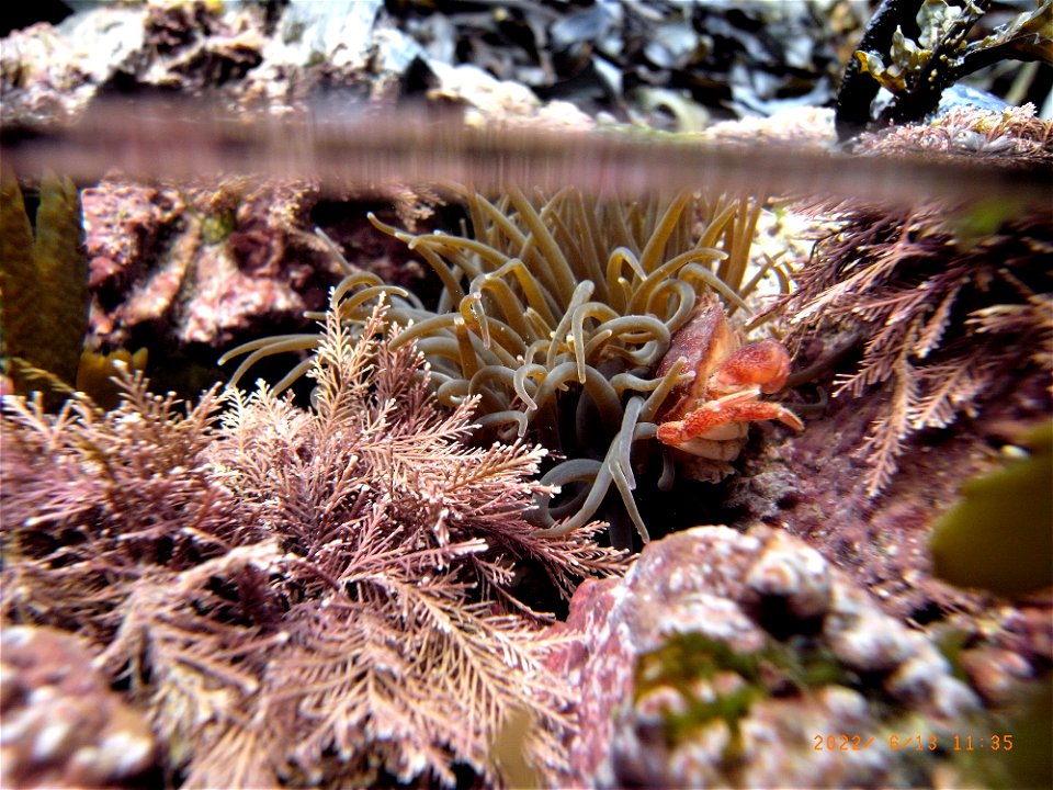 Rockpools, Greencliff, Abbotsham Cliffs , Westward Ho! North Devon. 13th June 2022