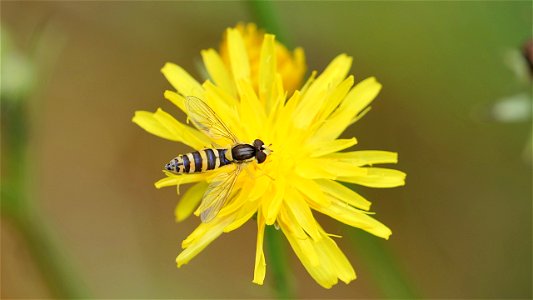 Sphaerophoria scripta (Gemeine Stiftschwebfliege) Weibchen
