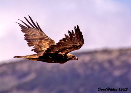 Golden Eagle