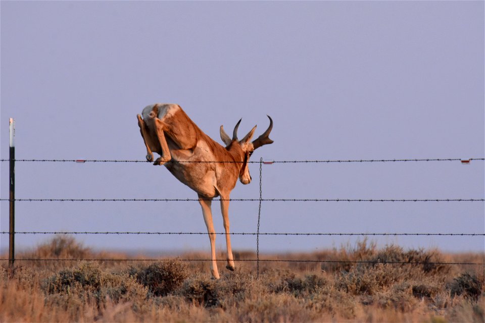 Pronghorn at Seedskadee National Wildlife Refuge