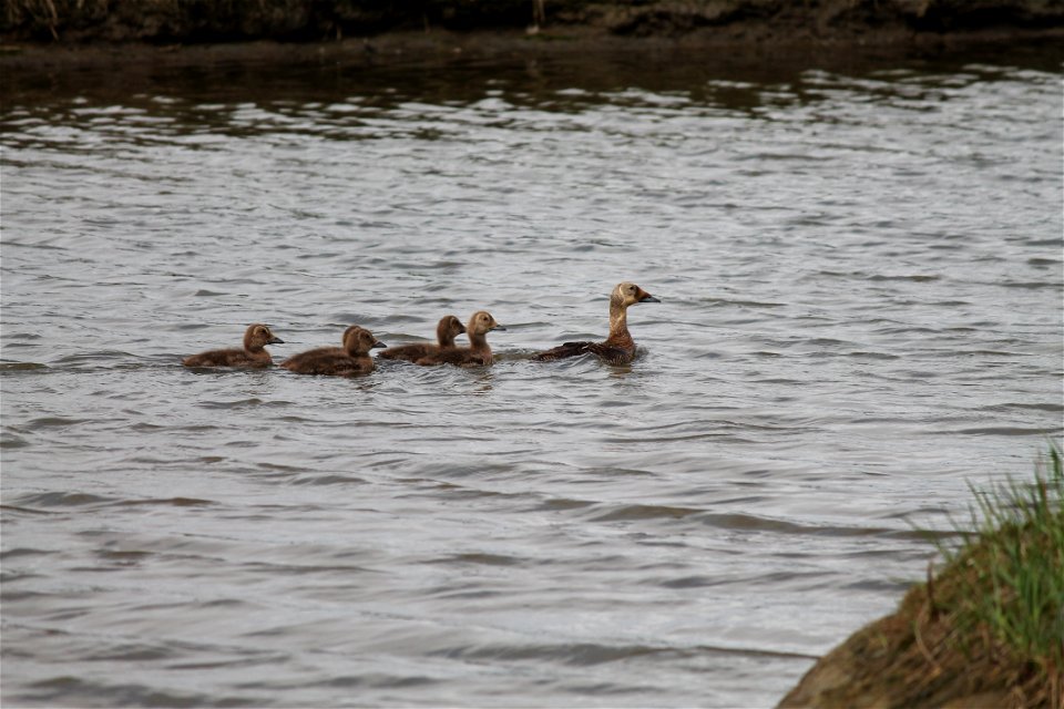 Spectacled Eider Brood photo