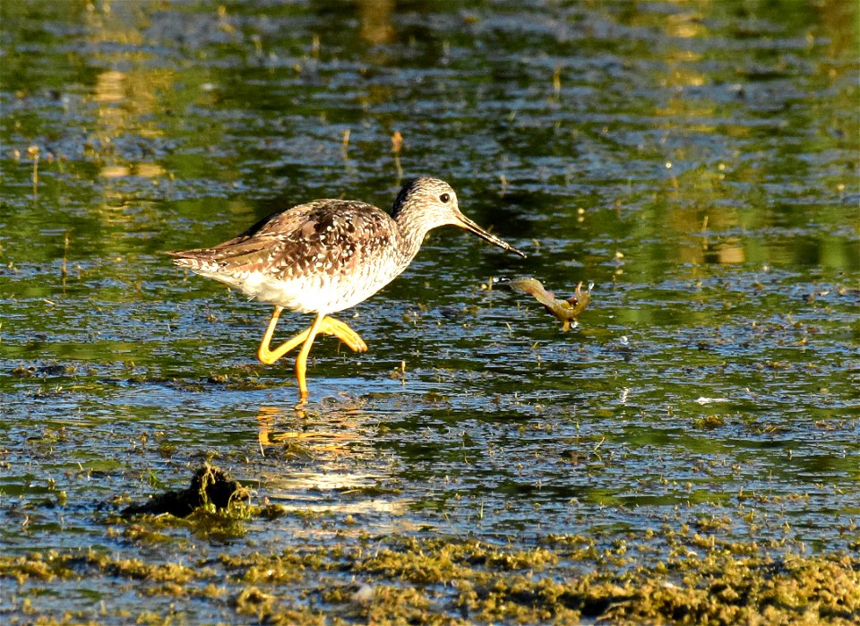 Greater yellowlegs at Seedskadee National Wildlife Refuge Wyoming