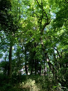 Kanayama Forest Square in Higashikurume-shi