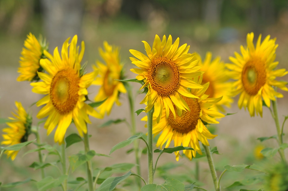 Nature agriculture floral