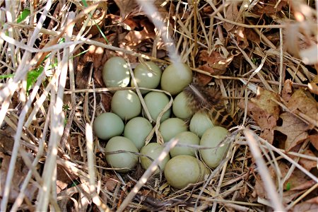 Ring-necked Pheasant Nest