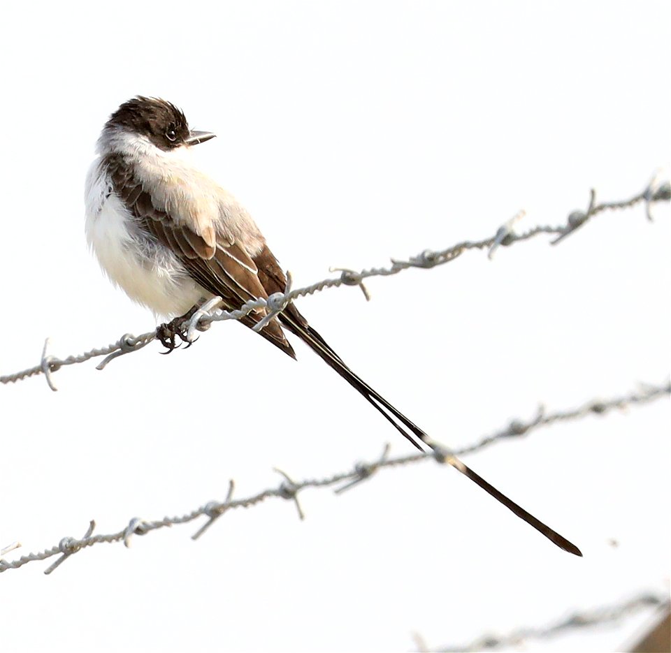 611 - FORK-TAILED FLYCATCHER (12-08-2021) san benito wtp, cameron co, tx -07