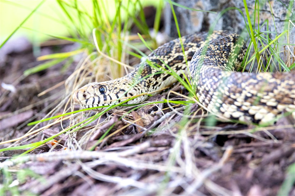 Bull snake in Mammoth Hot Springs