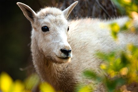 Mountain Goat - Oreamnos americanus photo