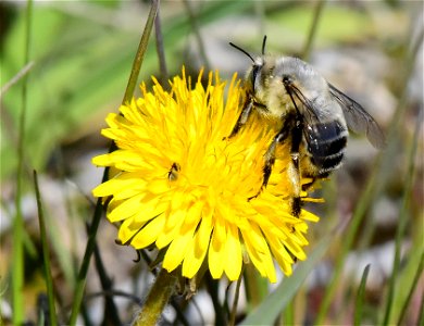 Digger bee at Seedskadee National Wildlife Refuge