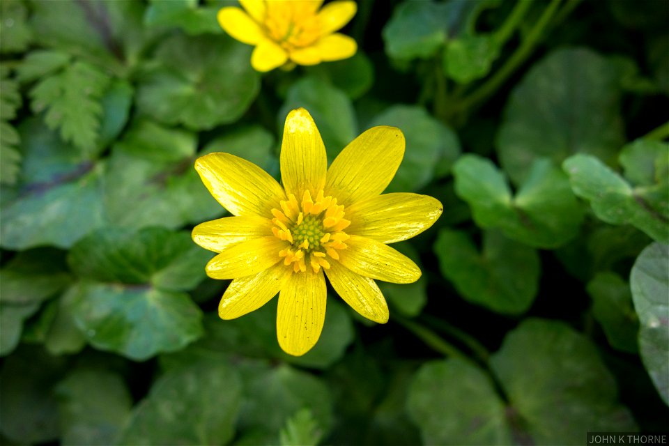 Ficaria verna celandine or pilewort
