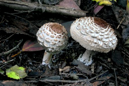 Parasol Fungi. photo