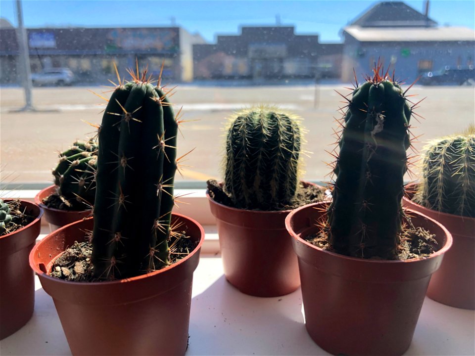 Cactus Chat