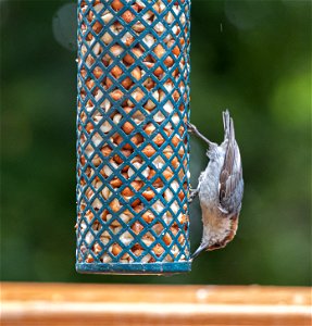 Day 171 - Brown-headed Nuthatch
