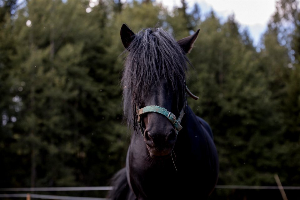Lintupajun hevostila, Jokioinen