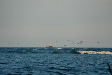 shrimp boat w pelicans-P1950091 photo