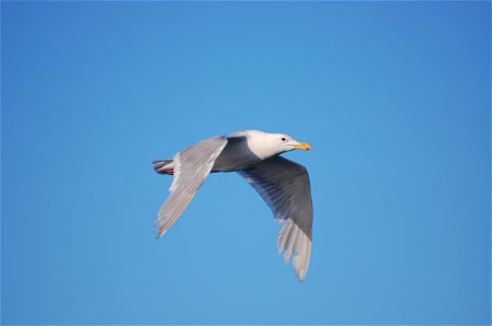 Adult Glaucous-winged Gull photo