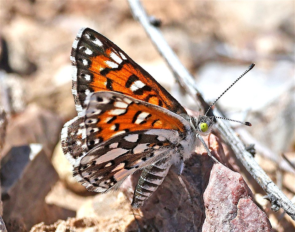 METALMARK, DURY'S (Apodemia duryi) (03-14-2023) northeast base of tortugas (aka A) mt, east of las cruces, dona ana co, nm -09